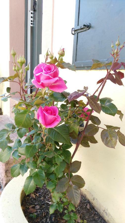 Quinta Do Outeiro Bed & Breakfast Vila Nova de Poiares Exterior photo